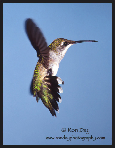 Ruby-throated Hummingbird (Archilochus colubris), Juvenile